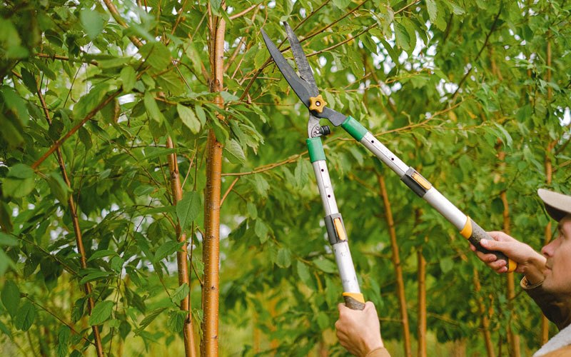 Tree trimming in Lodge Grass, MT